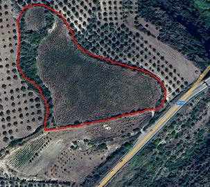 Terreno agricolo In comune di Uri