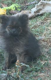 Spitz tedesco nano