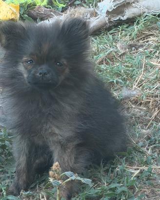 Spitz tedesco nano