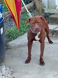 Pitbull