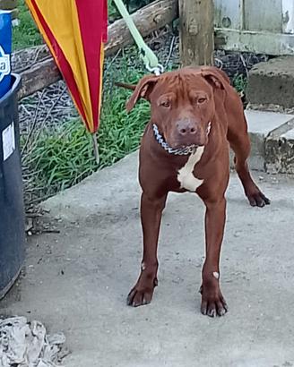 Pitbull