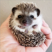 Baby Riccio Africano