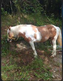 Cavallo