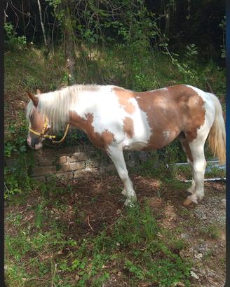 Cavallo