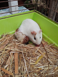 Porcellini d'india cuccioli disponibile