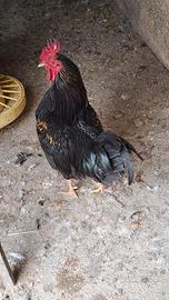 Gallo