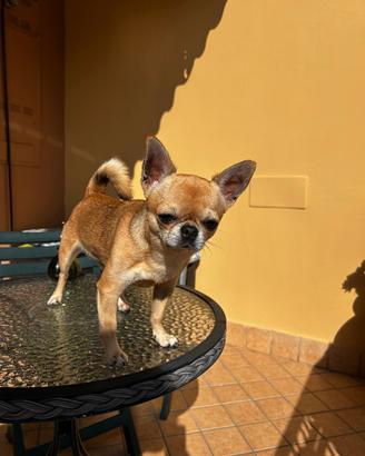Chihuahua con pedigree per accoppiamento