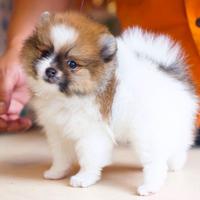 VOLPINI SPITZ di POMERANIA toy e nani cuccioli