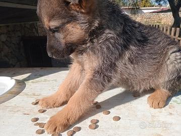 Cuccioli di pastori tedeschi