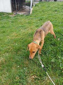 Maremmano cinghiale da avviare