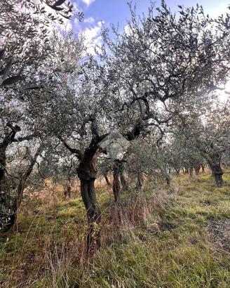 TER. AGRICOLO A FINALE LIGURE