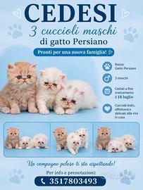 Gattini persiani