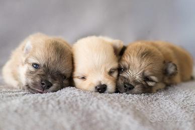 Cuccioli di Pomerania