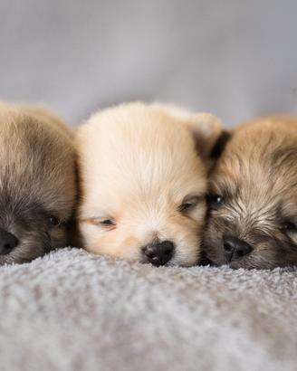 Cuccioli di Pomerania