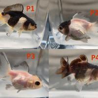 Oranda panda / tricolor / mix