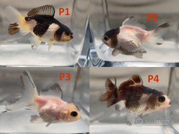 Oranda panda / tricolor / mix