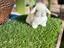 Immagine 3