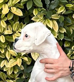 Cucciolo boxer bianco maschio