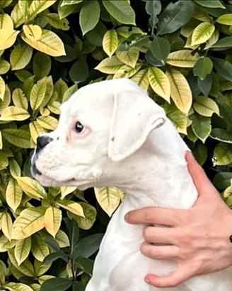 Cucciolo boxer bianco maschio