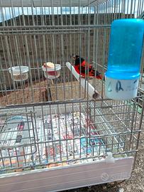 canarini caserta e provincia