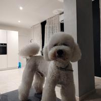 Barbone medio vuole fidanzata