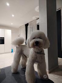 Barbone medio vuole fidanzata