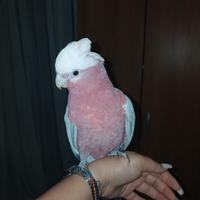 Cacatua roseicapille