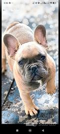 Bulldog francese maschio