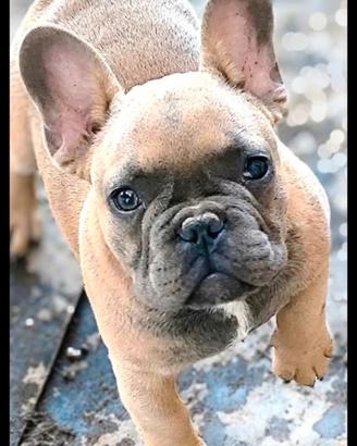 Bulldog francese maschio