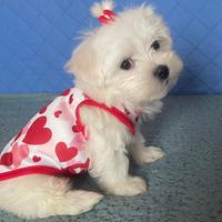 Maltese maltese maltesi