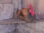 Immagine 6