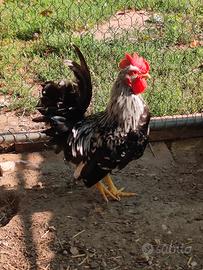 Gallo Chabo Nagasaki picchiettato mottled aprile26
