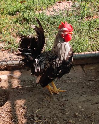Gallo Chabo Nagasaki picchiettato mottled aprile26