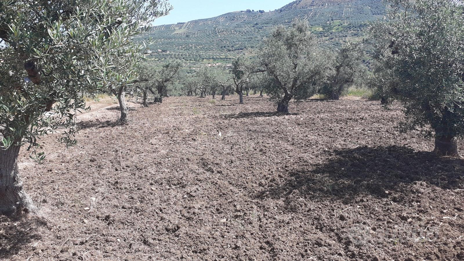 Terreno di 6 tumoli - Vista 5