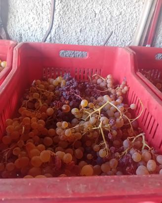 vino locale