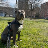 Amstaff blue per monta