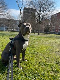 Amstaff blue per monta