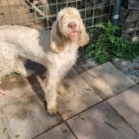 Cucciolona di Spinone Italiano bianco arancio