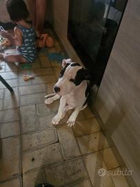 Cagnolina