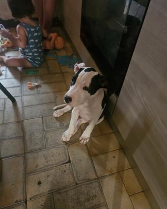 Cagnolina