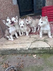 Cuccioli husky