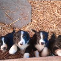 Cuccioi border collie