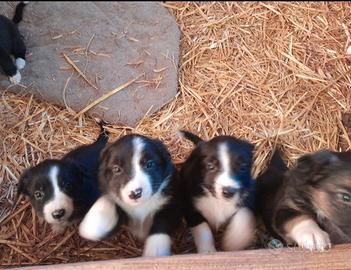 Cuccioi border collie