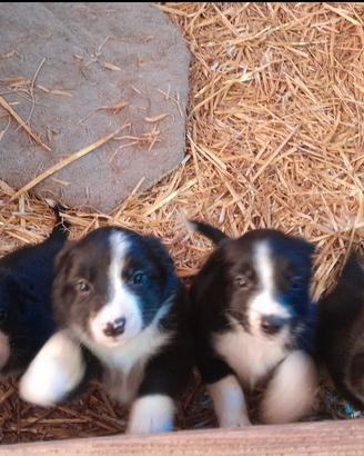 Cuccioi border collie