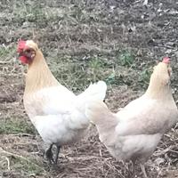 Galline Araucana e altro