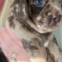 Cuccioli di bassotti maschi e femmine