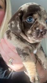 Cuccioli di bassotti maschi e femmine