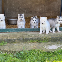 Siberian husky