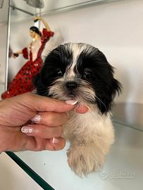 Shih Tzu femmina
