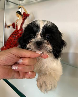 Shih Tzu femmina